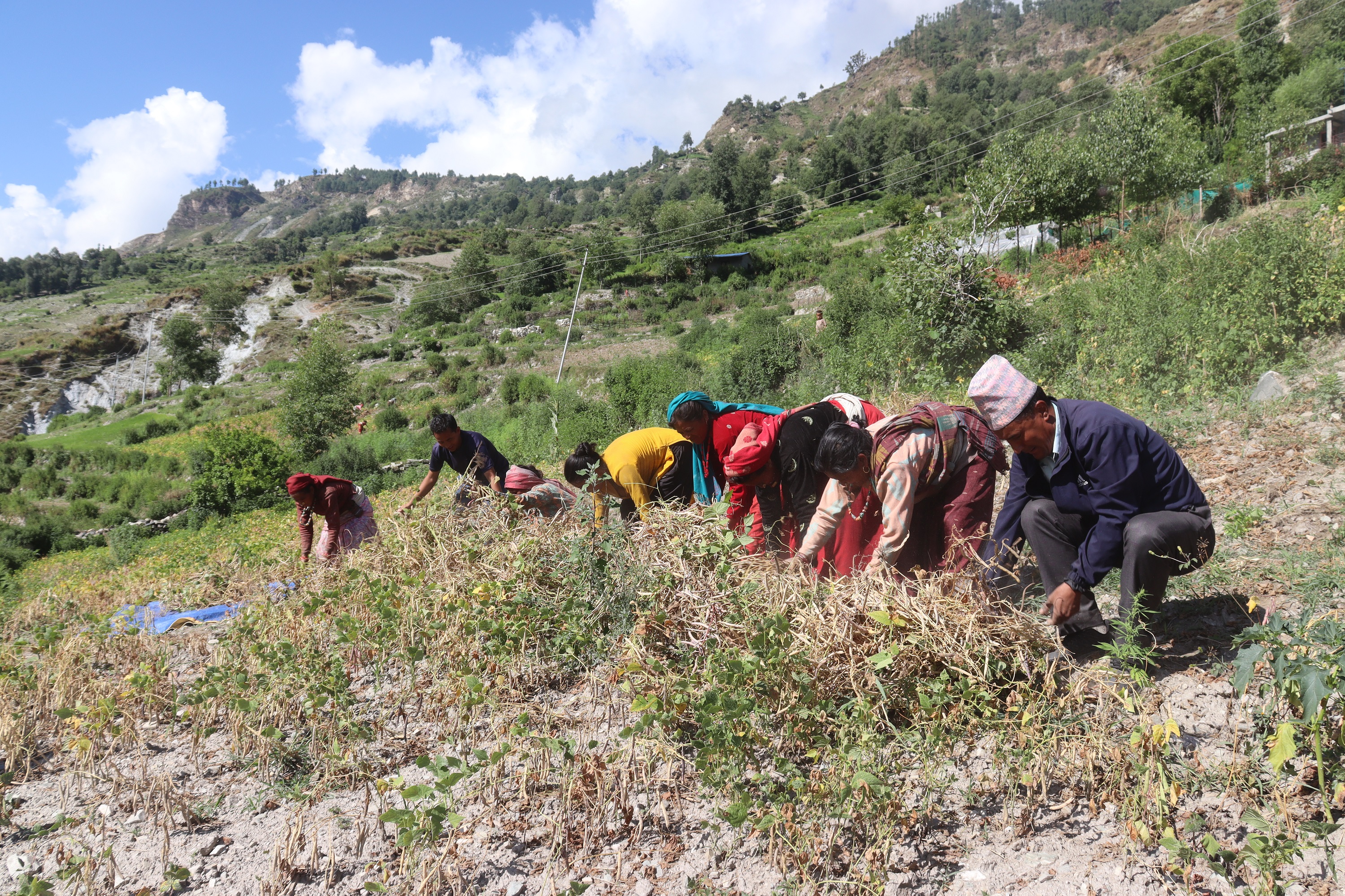 कर्णालीमा उत्पादन हुने रैथाने अन्नवालीको निर्यात बढ्यो