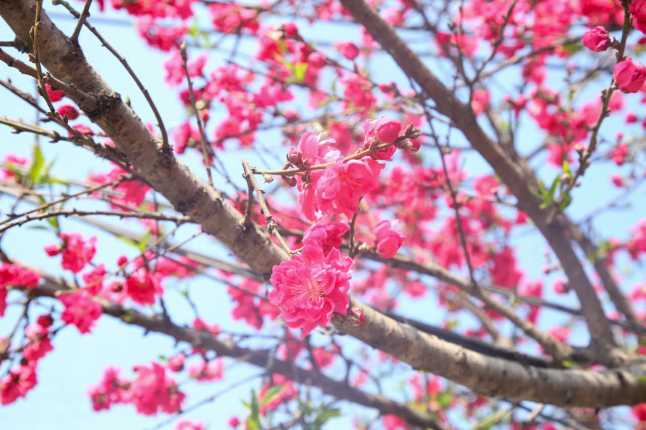 आरुको फूलले सजियो काठमाडौं (तस्बिरहरू)